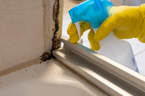 Professional Mold Remediation in New Britain, CT